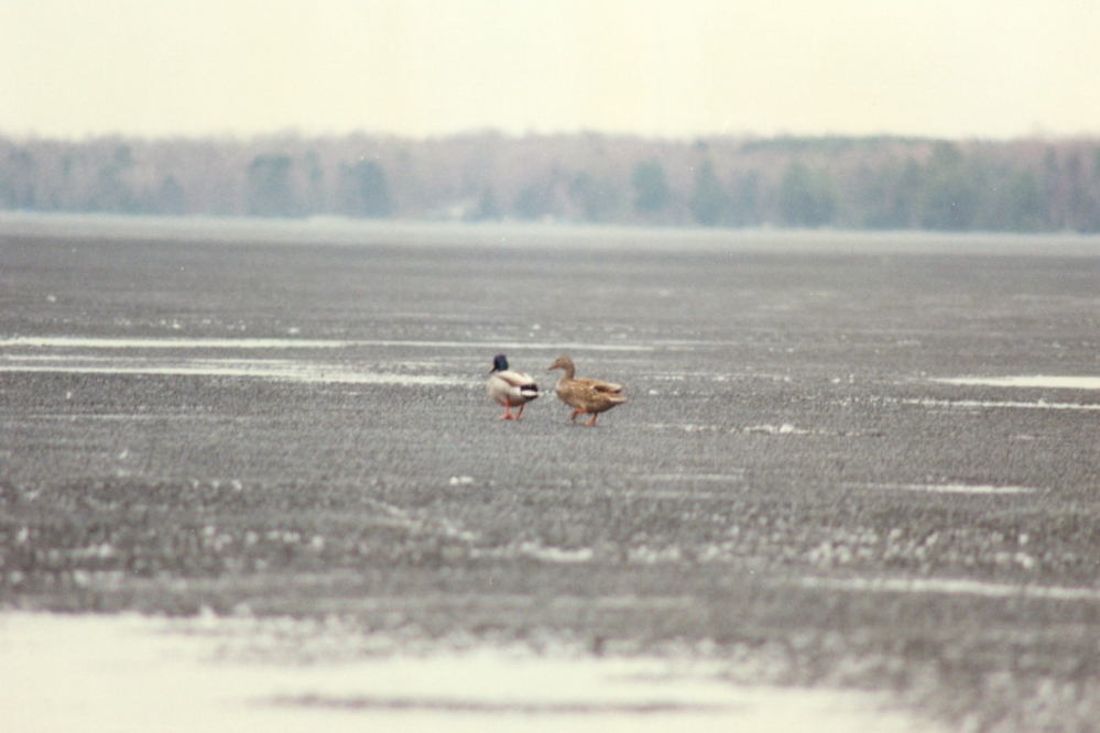 A few ducks were sent to check on the center of the web-like sheets. They never did report back, but it was clear that it's thick enough out there to support a couple of ducks.