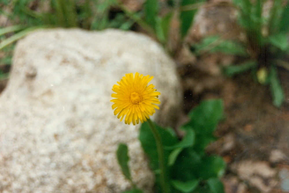 There were some other flowers, too.