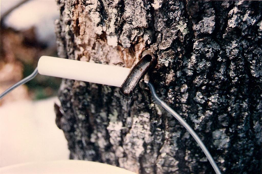 The warmer days and cool nights are pushing sap out the maples.