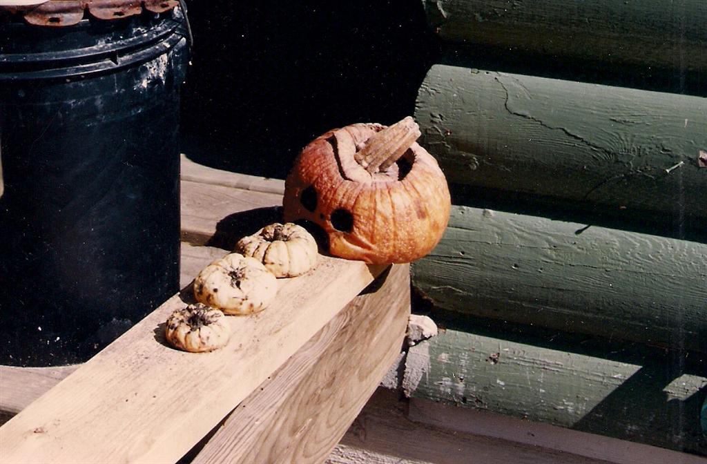 Pumpkin carving weekend is long past and I think the pumpkins have come to realize this.