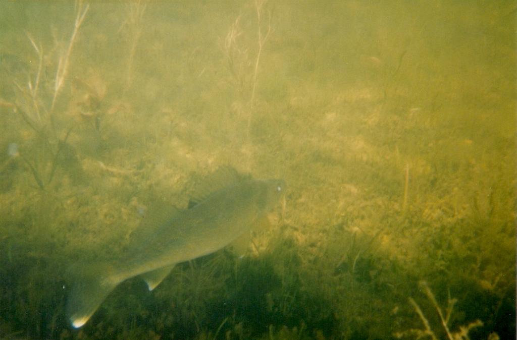 We saw some walleye! Well...a walleye. It was almost legal (18").