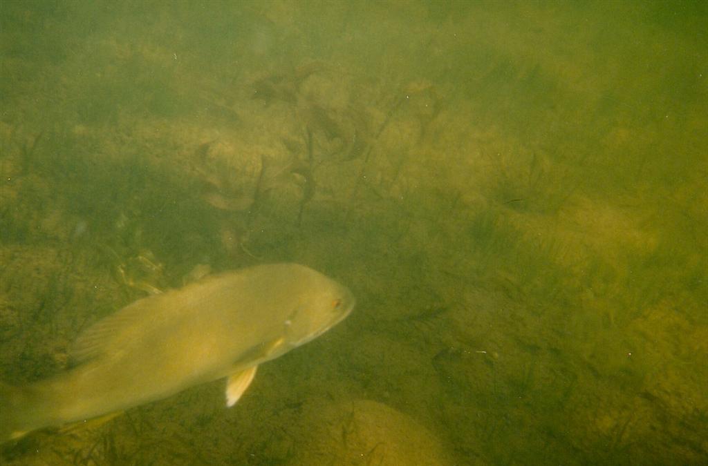 The bass were plentiful as they always are in Lake Lucerne.