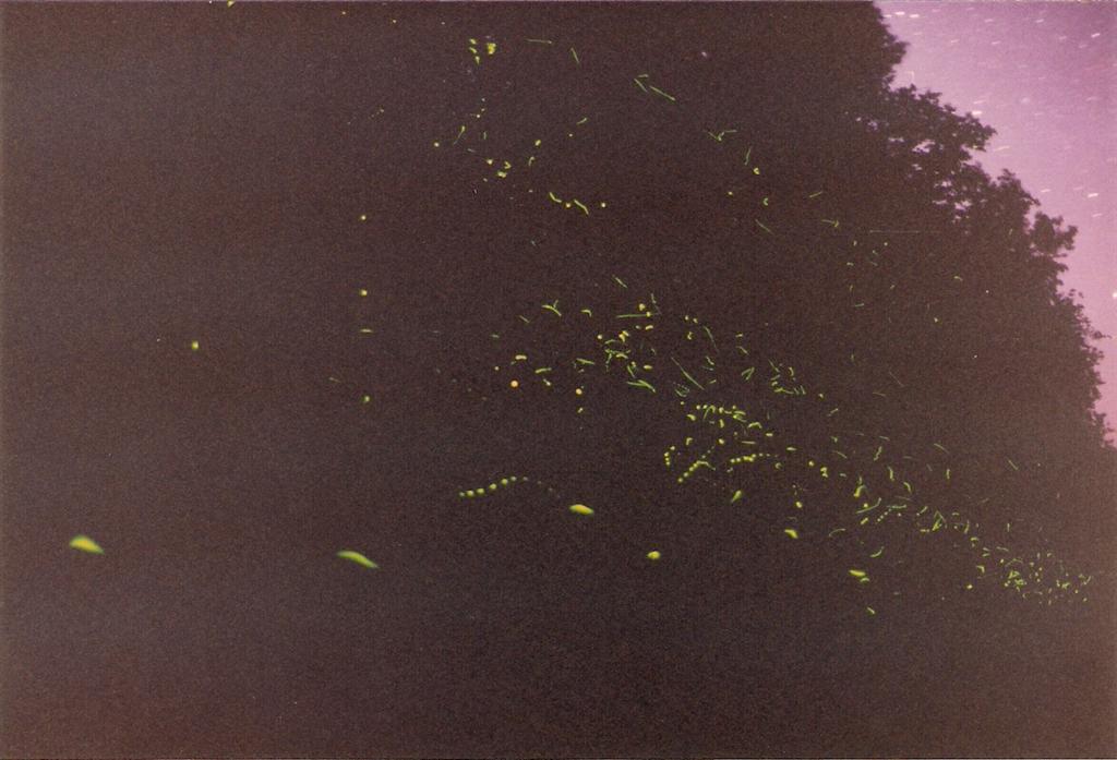 And fireflies! West Shore Drive is thick with them.