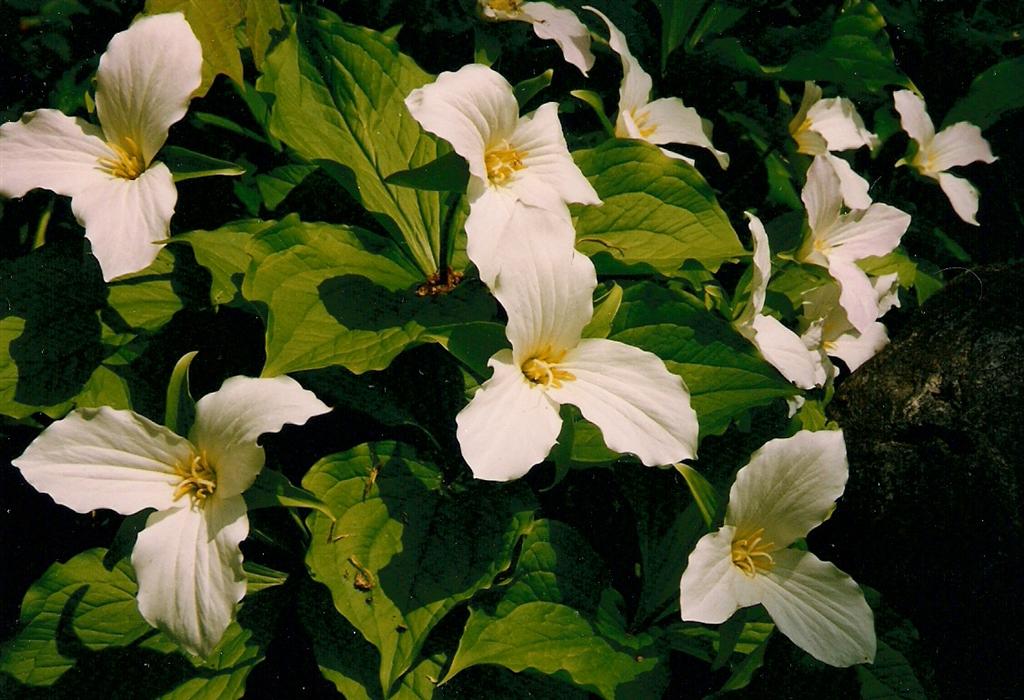 There are Trillium too.