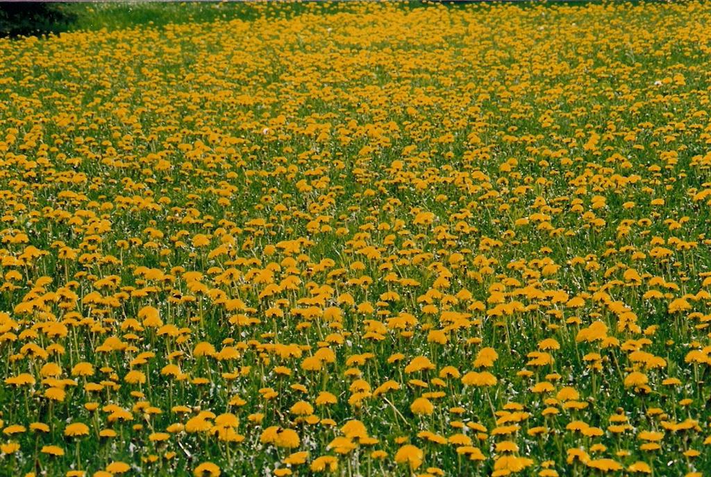 Or is that yellow with a hint of green? Either way, the dandelions are up.