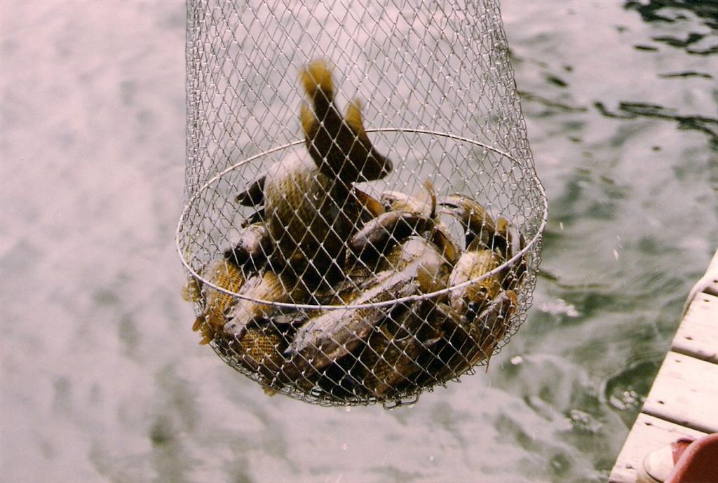 The fish are "jumping into the boat" active. We got 39.