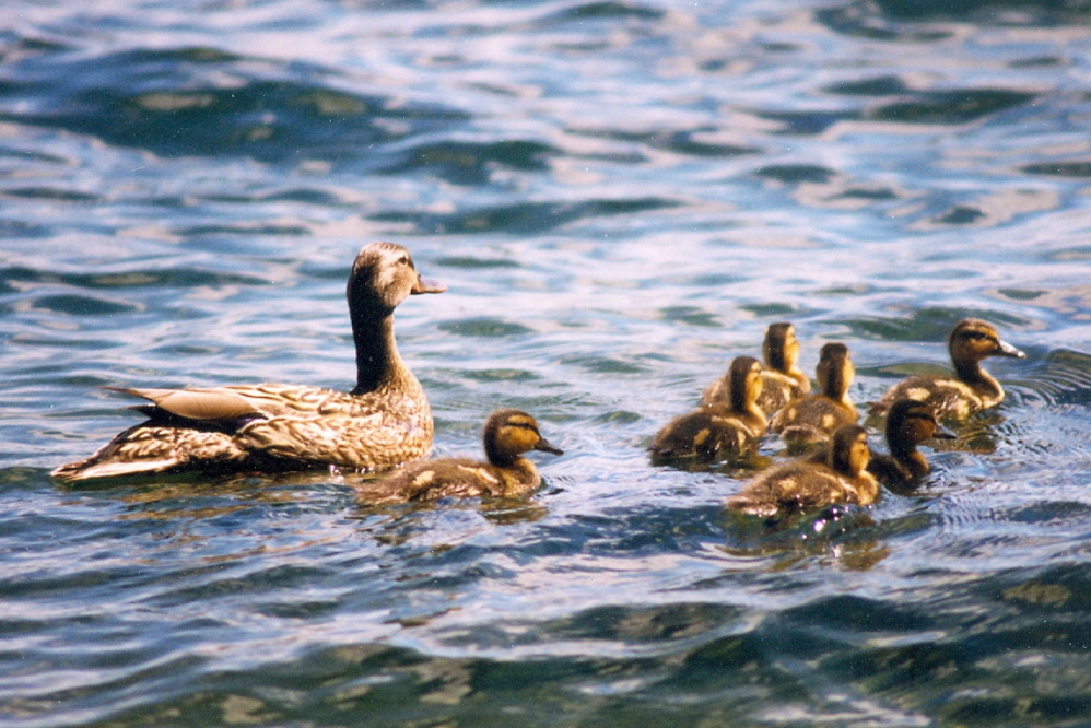 Along with an early July came several little ducks. They seemed to enjoy the lake and the weather almost as much as we did.