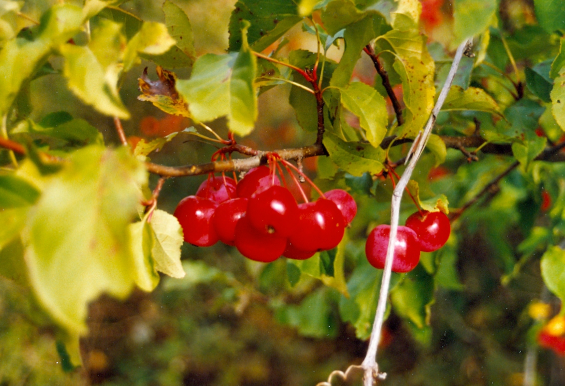 The Timber Shore's crabapple crop was so bursting with fall ripeness that they look like maraschino cherries. The urge to run out and make some Manhattens (the king of cocktails!) or Rob Roys (The king's gaelic cousin) was almost overwhelming.