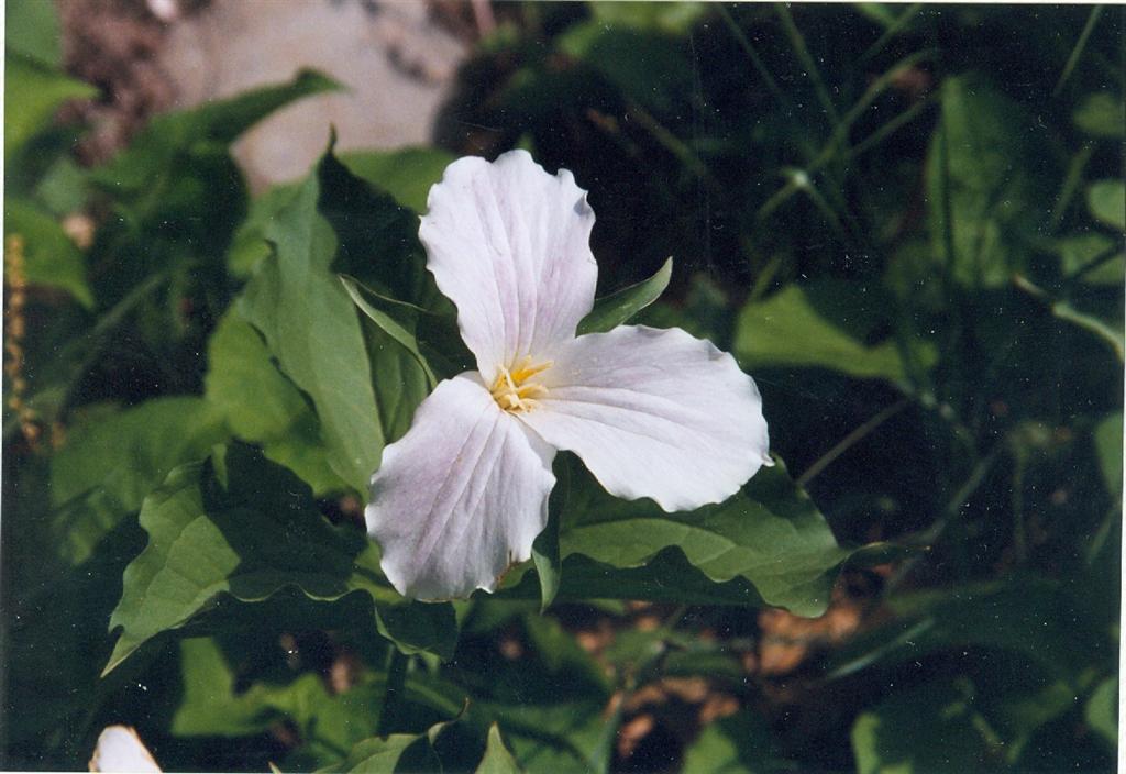 The trillium are up and pretty much taking over the forest floor. It's warmer and greener then the last time we were here.