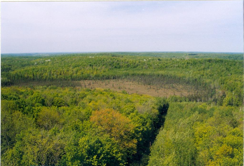 The northwoods are pleasantly green.