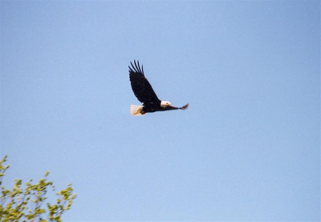 Our first eagle sighting of the year was a good one. The big bird circled the north end of the lake for several minutes.