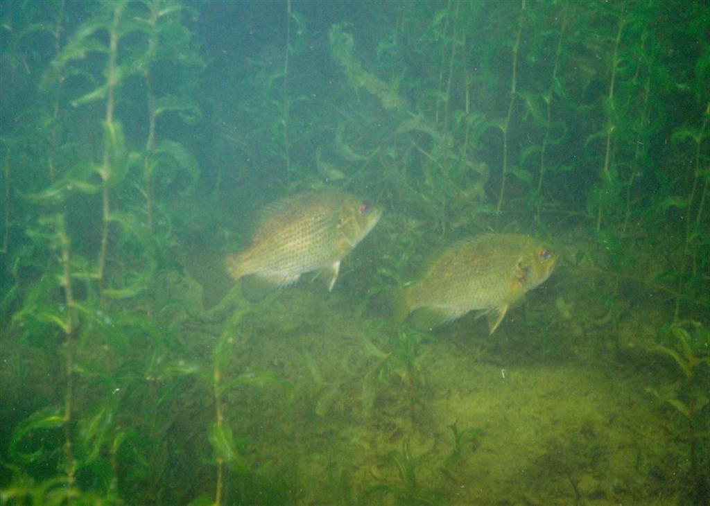 The fish are on the cribs and all but jumping into the boat.