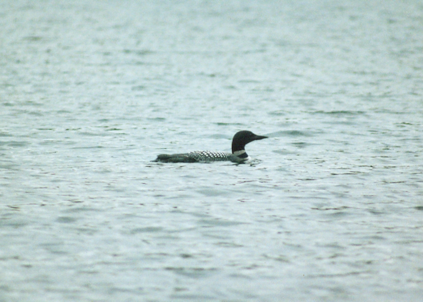 Other lake craft have kept their classic shape and size.