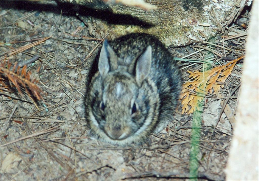 On Saturday night we gathered around a campfire on Knott Lane and a small fuzzy joined us.
