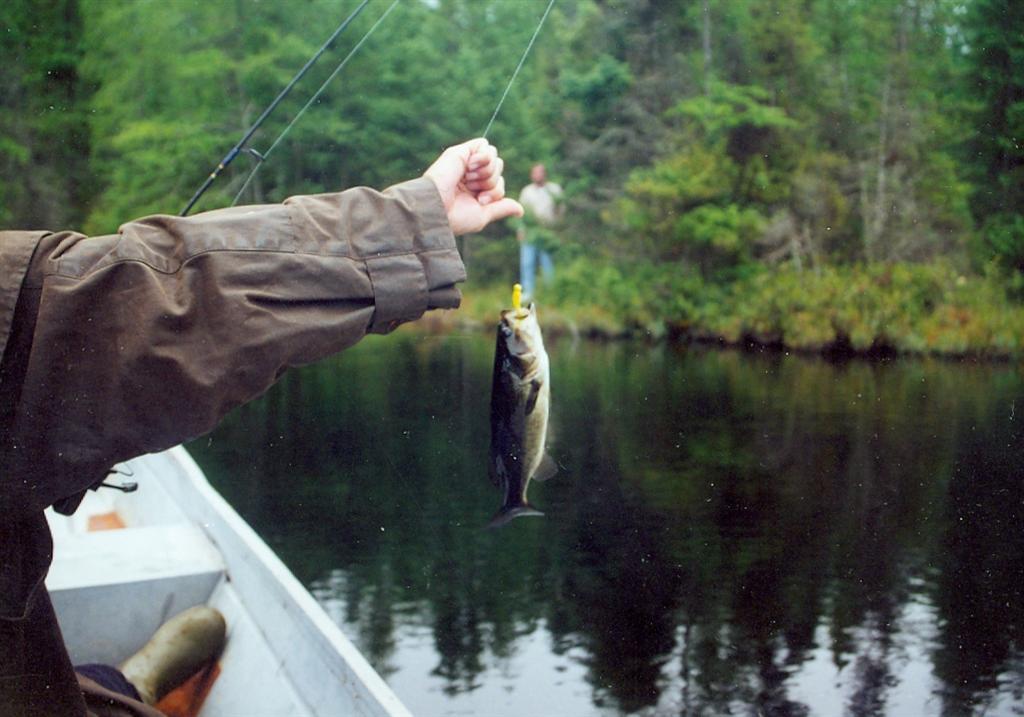 If you love to catch stunted bass, Dawson is the lake for you.