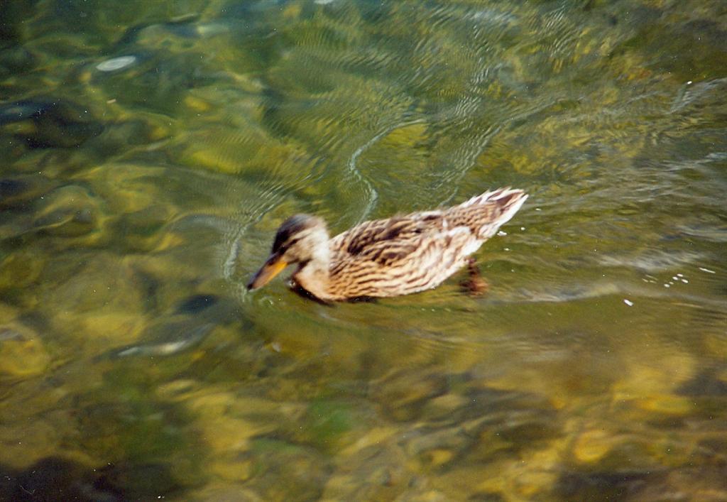 The ducks are also plenty and active. There are rumors that some folks are feeding them. To the duck feeders: knock it off. More ducks contribute to the Swimmer's Itch. We don't like the Swimmer's Itch.