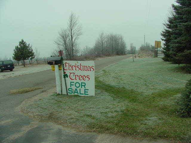 The tree we picked out was very fresh, cut that day.