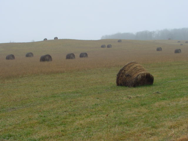The field by "52" and "w" had no snow but plenty of hay.<br><br><br>-Nemo