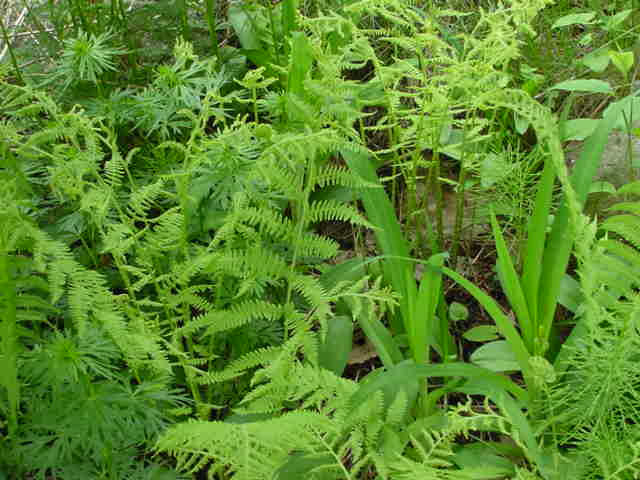 Ferns!