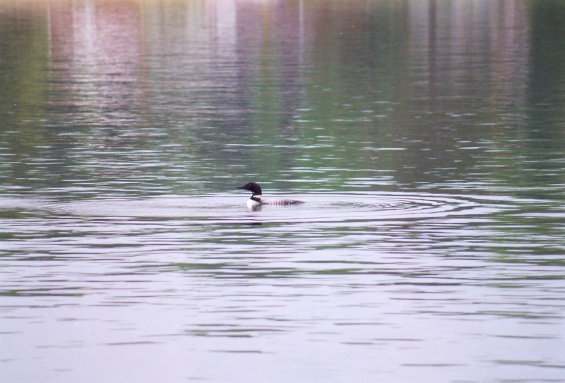 The loons are back, eatin' fish by day and hauntingly warbling about it in the evening. The water was a little cool but tolerable. It'll be better next week<br><br><br>-Nemo plans on more "bottom time" next week 