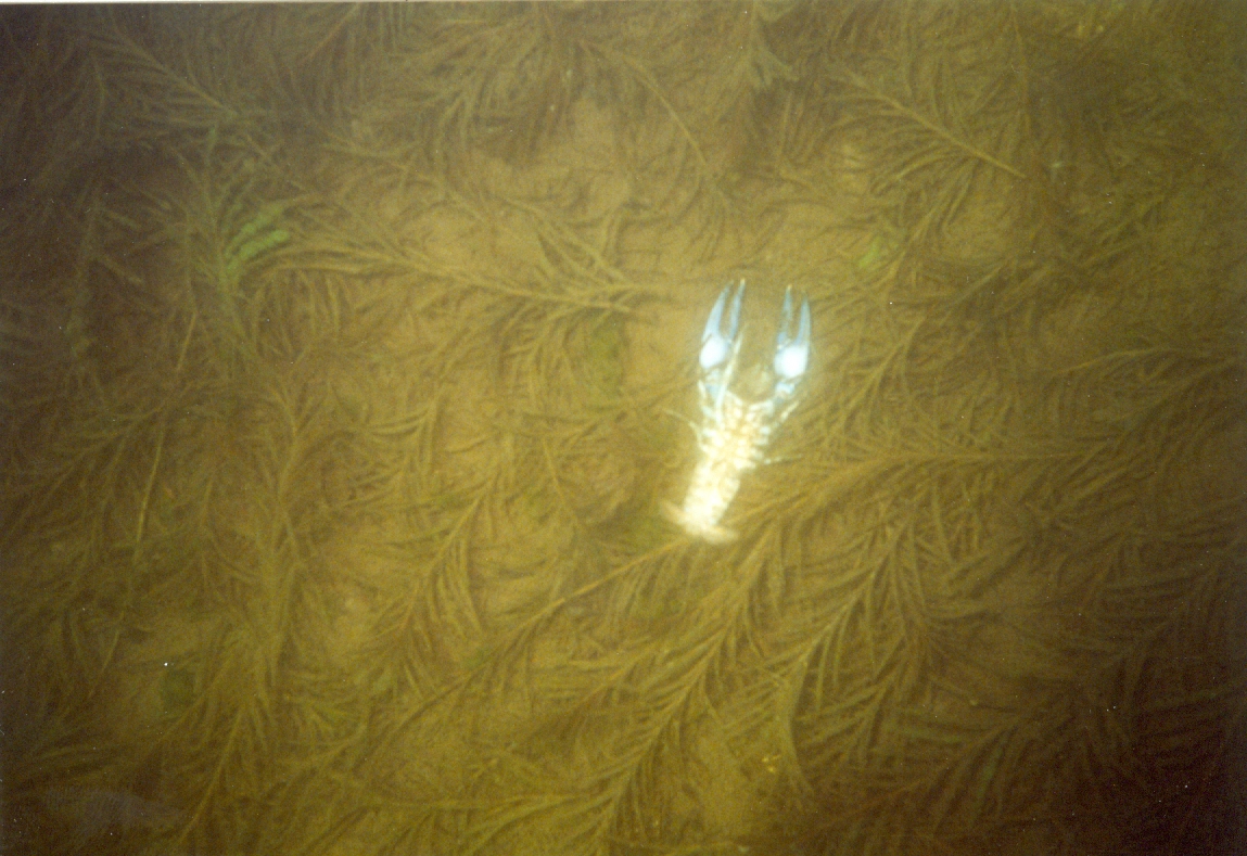 Not much, but we did come upon the most unfrisky crayfish ever.