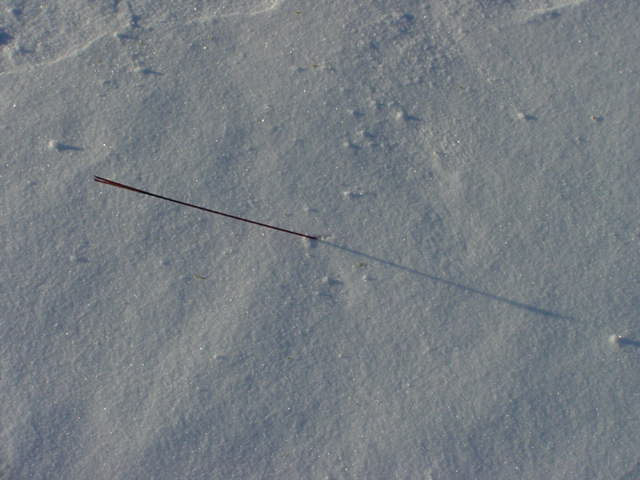 The morning after was crisp and cold.  This did not help in the great stick pickup that follows the war.