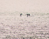 A pack of loons were seen fishing on the north end of the lake.