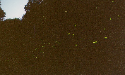 The fireflies were out in force along parts of westshore drive at about 10:30 at night.