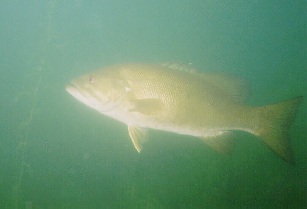 Two huge bass followed me during one dive.  These monsters were over 20 inches long and fearless.  They would swim within inches of my mask and give me a looks that seemed to suggest they were sizing me up for dinner!