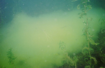 We encountered a few algae blooms which is a bit disturbing.  There seems to be more of these strange looking patches each year.  I have a theory.  Now I don't want to sound like some sort of eco-hippie but if you are using fertilizer on your lawn near the lake please reconsider.