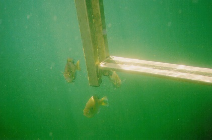 I soon found that I was not the first to seek relief from the sun under the raft.  There were about a dozen panfish hiding with me.