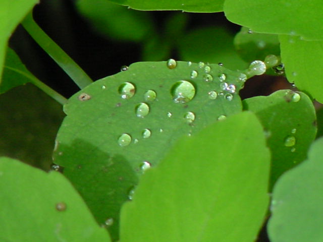 On morning of the 4th, a heavy dew covered most of the foliage near the lake.  Despite this extra moisture the lake level continues to drop.