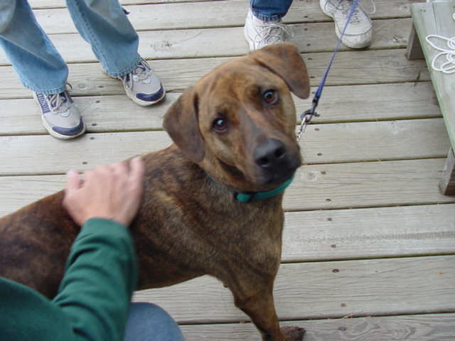 I really need to thank all the people that took the time to find us and commend our efforts here.  I really enjoyed the time Ed from New Orleans and his family spent with us and we loved his dog, Tigger, one of the most fun and friendly pups that ever bobbed for bluegills!