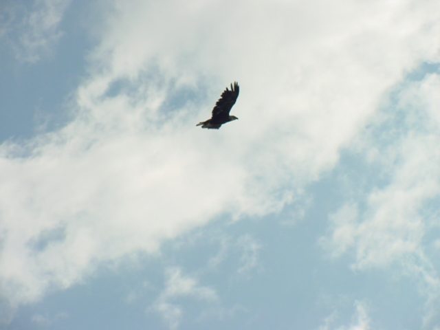 An eagle soared over the north shore late in the morning.  It stayed in the area for about 30 minutes.