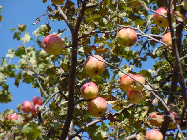 The apple trees on the north shore are full of fruit.