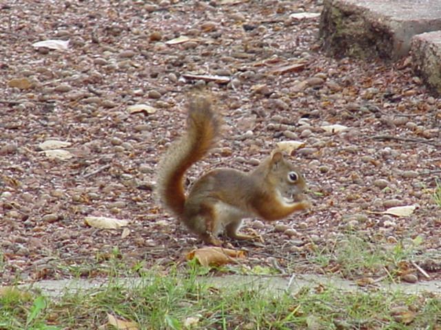 A small red squirrel was running around like a lunatic, hiding nuts and yelling at me.