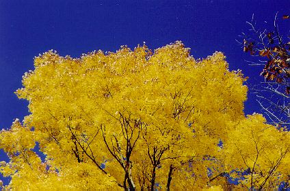 This is the latest date we have seen for peak color, but it was worth the wait.