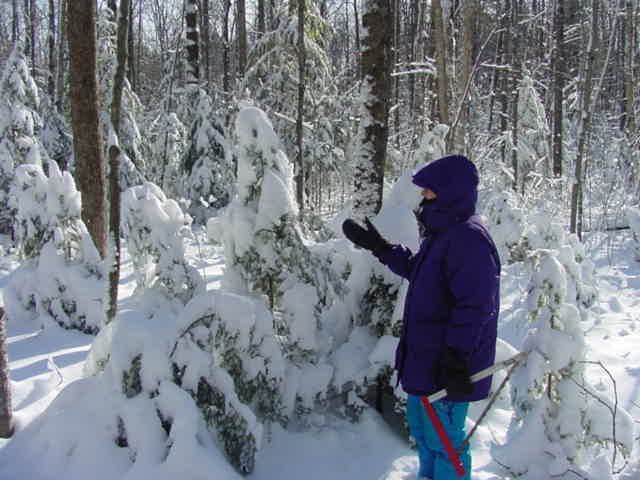 Mrs Nemo and I went hunting for a Christmas tree on a small acreage we have on westshore drive.
