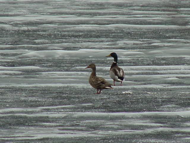 Some bravely walked about on the frozen lake but not us.