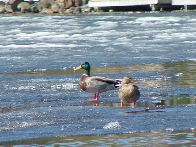 The ducks are were still hanging around.