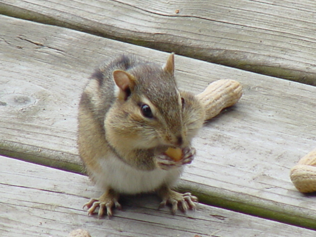 This little guy was of no help at all, unless you needed to rid yourself of unwanted nuts.