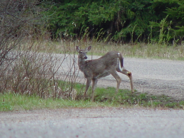 On our way out we came across 2 deer near West Shore Drive and W.  We'll be back next weekend to try to get a good look at Q4 (comet NEAT).<br><br><br>-Nemo