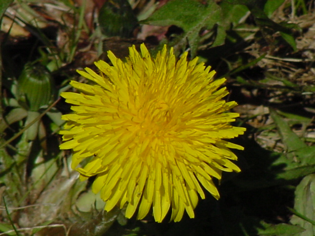 These are all over the north shore.  It's very yellow.
