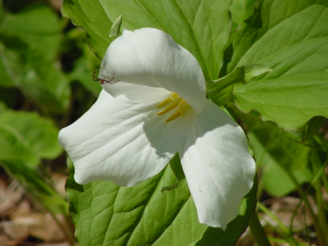 Trillium were all over the northwoods like cold in the lake (lake temperature : 53°F).  They should be around for a few weeks.