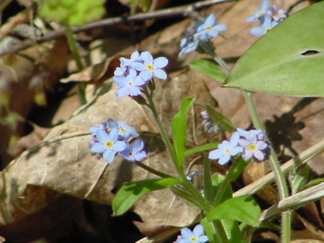 Other flowers were present all over too.