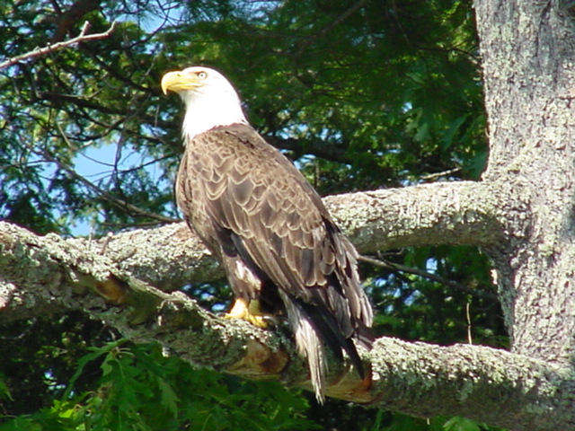 An eagle had quite a bit of success fishing the north end of the lake.  He also posed quite well for me.  Good eagle.