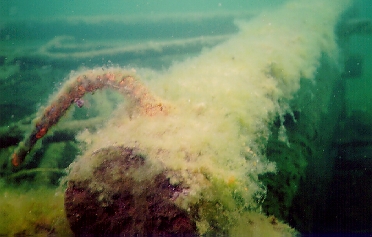 Cribs are getting there summer coat of algae. The water temperature on the the surface was over 80°F all weekend.  I don't ever remember it being this warm.