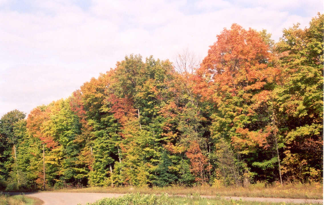 There were trees that were well into the color thing but, for the most part, green was the predominant color.