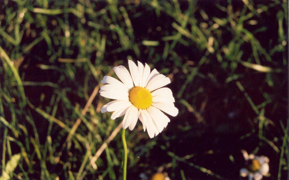 Late season plants were all over any open area.  They were particularly abundant in yards that really needed a mowing.