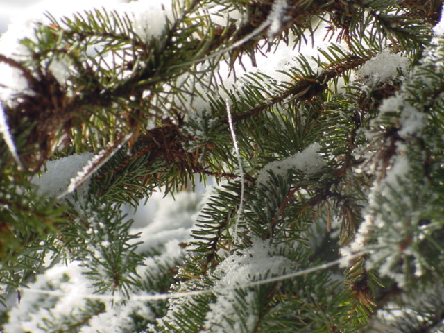Even surviving spider webs had a thin coating of crystal.